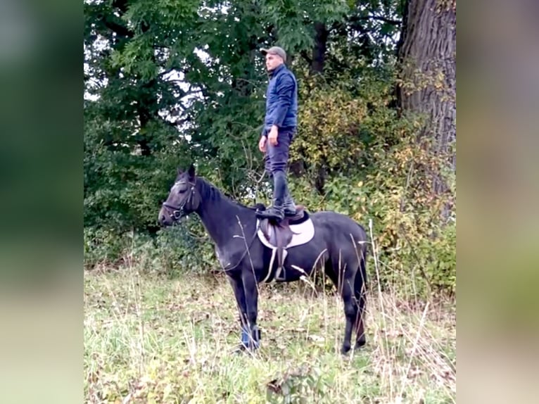 Plus de chevaux à sang chaud Hongre 3 Ans in Wain