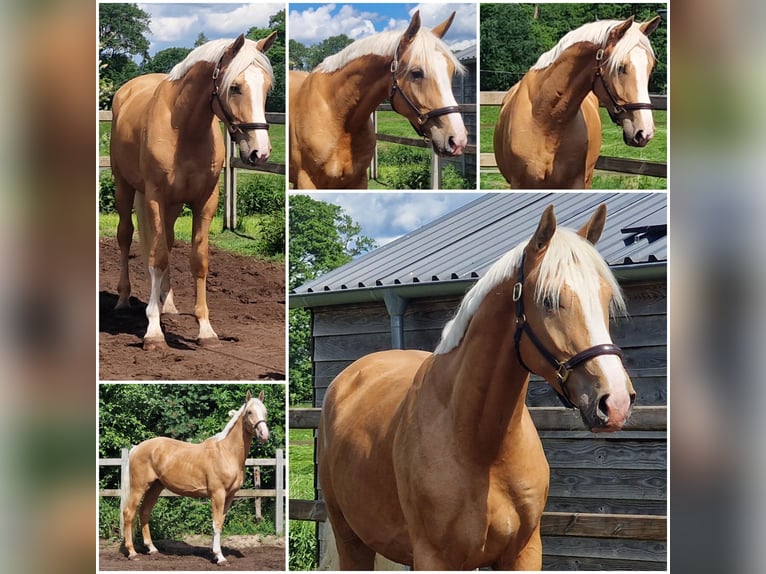 Plus de chevaux à sang chaud Hongre 3 Ans Palomino in Den Ham