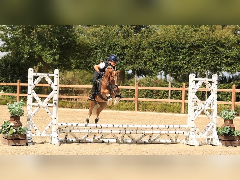 Plus de chevaux à sang chaud Hongre 4 Ans 116 cm Alezan in Oost West en Middelbeers