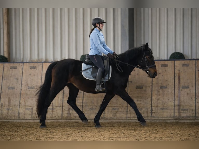 Plus de chevaux à sang chaud Hongre 4 Ans 150 cm Bai brun in Neustadt (Wied)