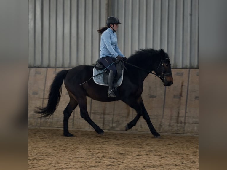 Plus de chevaux à sang chaud Hongre 4 Ans 150 cm Bai brun in Neustadt (Wied)