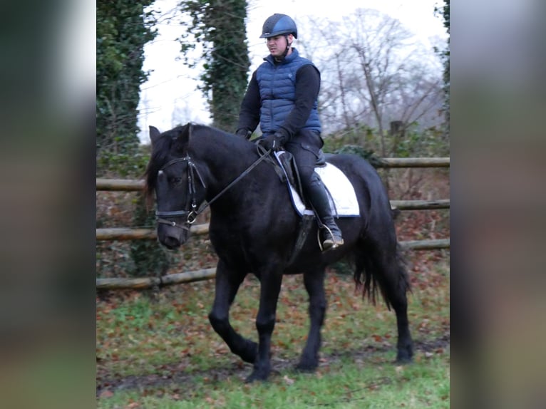 Plus de chevaux à sang chaud Hongre 4 Ans 152 cm Noir in Dorsten