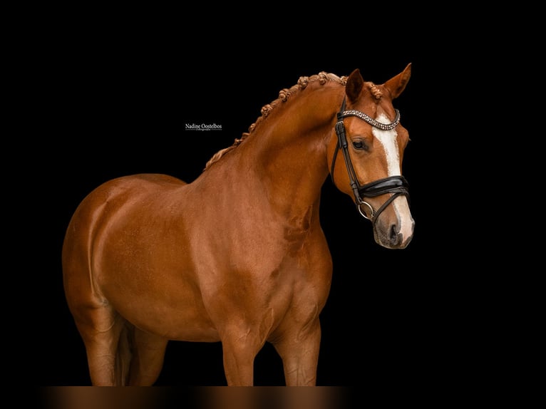 Plus de chevaux à sang chaud Hongre 4 Ans 153 cm Alezan in Oost West en Middelbeers