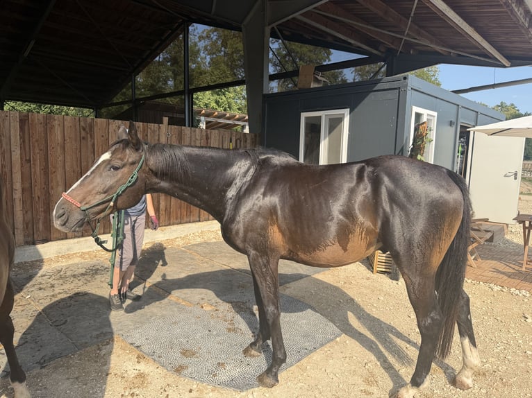 Plus de chevaux à sang chaud Croisé Hongre 4 Ans 155 cm Bai brun in Donauwörth
