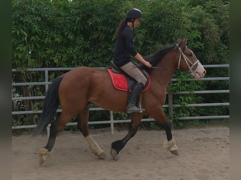 Plus de chevaux à sang chaud Croisé Hongre 4 Ans 155 cm Bai clair in Buttstädt
