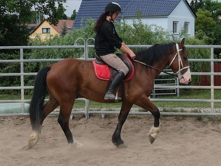 Plus de chevaux à sang chaud Croisé Hongre 4 Ans 155 cm Bai clair in Buttstädt