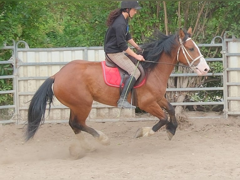Plus de chevaux à sang chaud Croisé Hongre 4 Ans 155 cm Bai clair in Buttstädt
