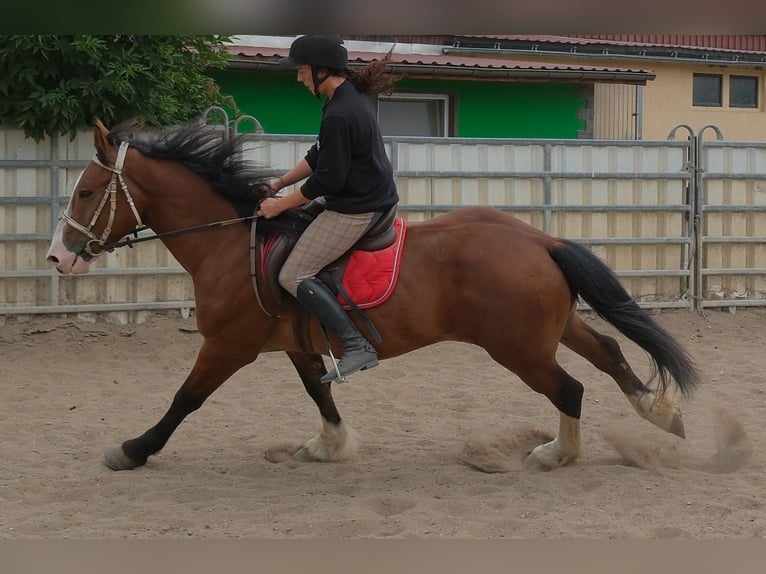 Plus de chevaux à sang chaud Croisé Hongre 4 Ans 155 cm Bai clair in Buttstädt