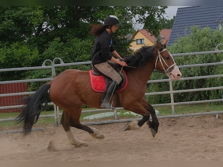 Plus de chevaux à sang chaud Croisé Hongre 4 Ans 155 cm Bai clair in Buttstädt