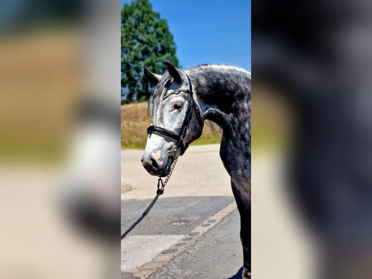 Plus de chevaux à sang chaud Hongre 4 Ans 155 cm Gris in Gyula