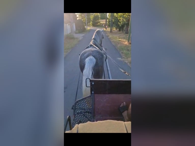 Plus de chevaux à sang chaud Hongre 4 Ans 155 cm Gris in Gyula