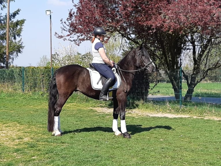 Plus de chevaux à sang chaud Hongre 4 Ans 155 cm Noir in Euskirchen