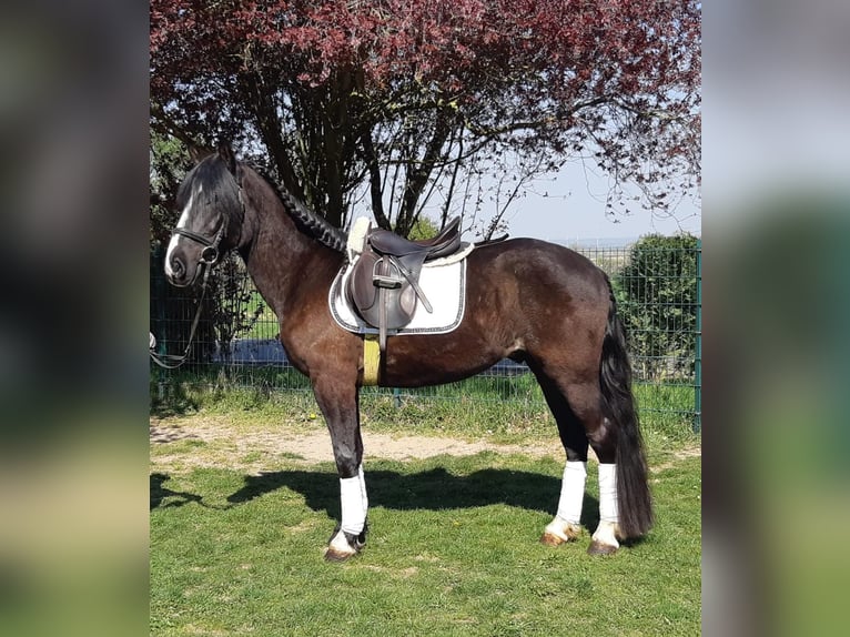 Plus de chevaux à sang chaud Hongre 4 Ans 155 cm Noir in Euskirchen