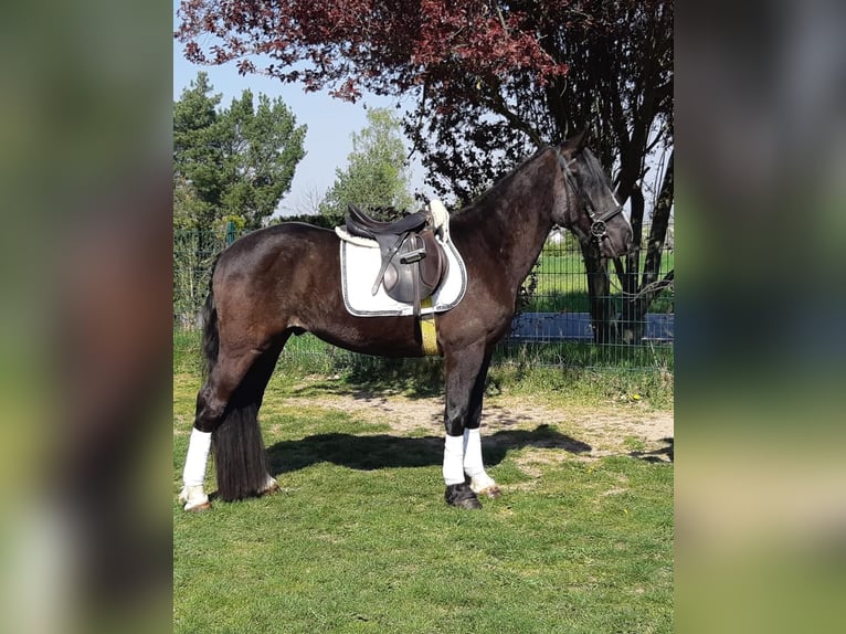 Plus de chevaux à sang chaud Hongre 4 Ans 155 cm Noir in Euskirchen