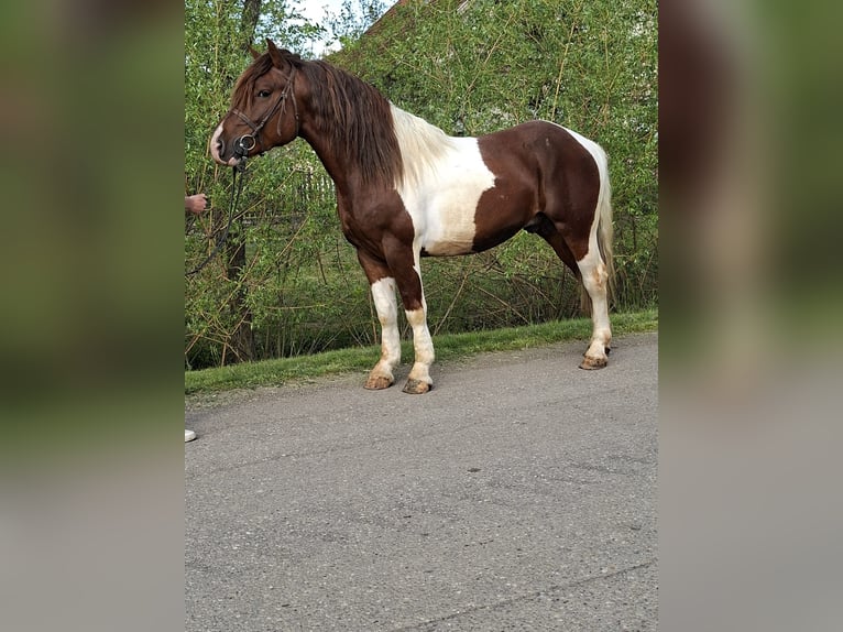 Plus de chevaux à sang chaud Hongre 4 Ans 155 cm Pinto in Bissendorf