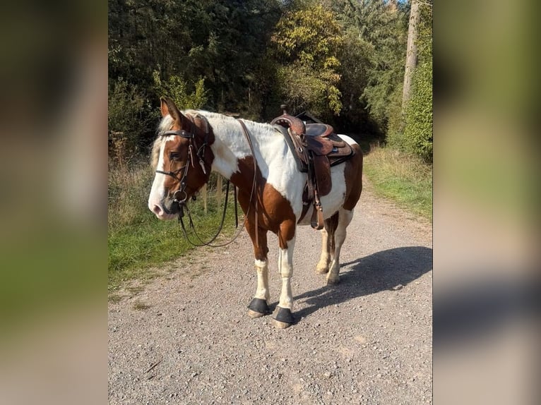 Plus de chevaux à sang chaud Hongre 4 Ans 155 cm Pinto in Daleiden