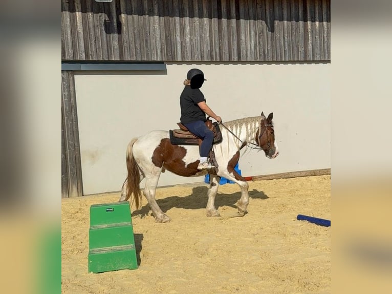 Plus de chevaux à sang chaud Hongre 4 Ans 155 cm Pinto in Daleiden