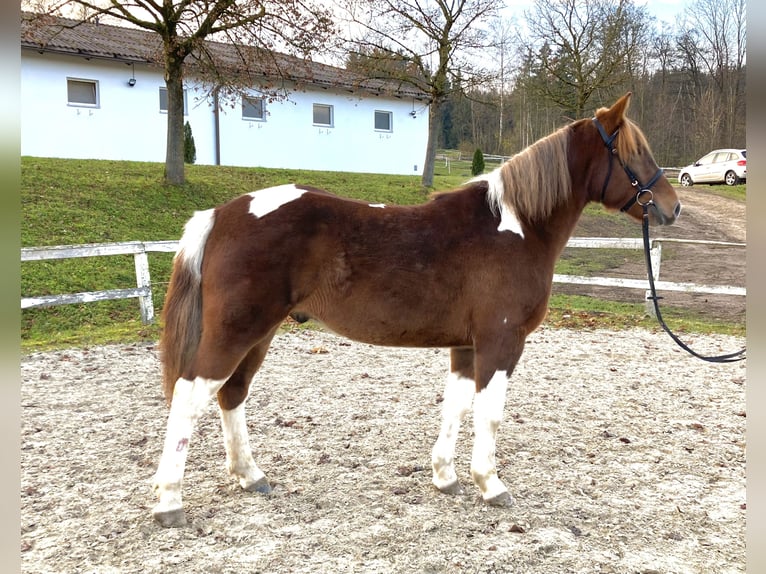 Plus de chevaux à sang chaud Croisé Hongre 4 Ans 155 cm Pinto in Ampflwang