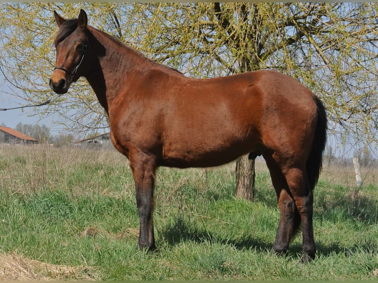Plus de chevaux à sang chaud Croisé Hongre 4 Ans 156 cm Bai in Kremmen