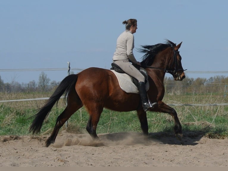 Plus de chevaux à sang chaud Croisé Hongre 4 Ans 156 cm Bai in Kremmen