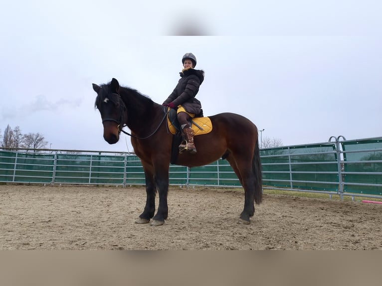 Plus de chevaux à sang chaud Croisé Hongre 4 Ans 157 cm Bai in Laa an der Thaya