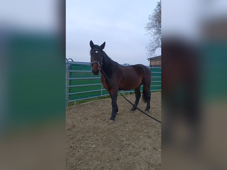 Plus de chevaux à sang chaud Croisé Hongre 4 Ans 157 cm Bai in Laa an der Thaya