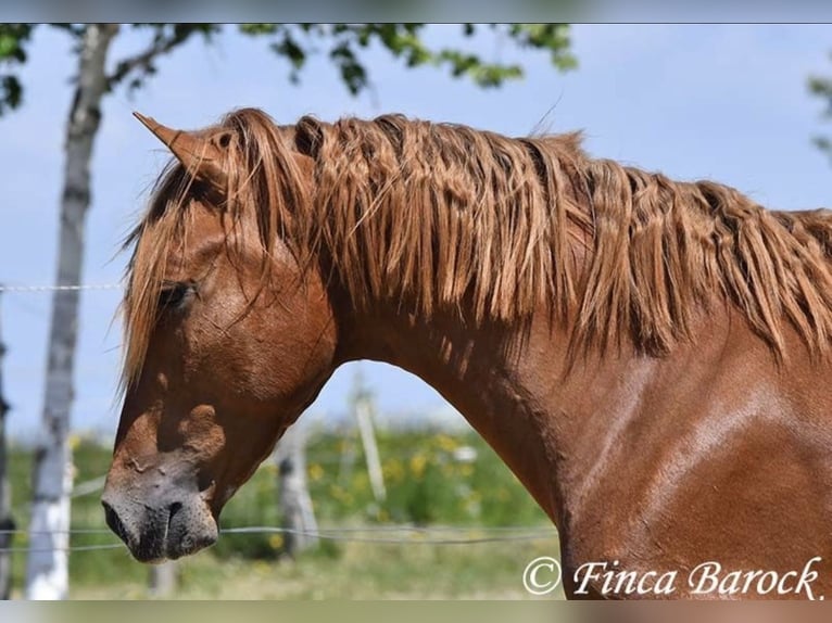 Plus de chevaux à sang chaud Hongre 4 Ans 157 cm Bai in Taunton