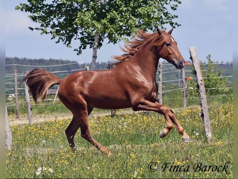 Plus de chevaux à sang chaud Hongre 4 Ans 157 cm Bai in Taunton