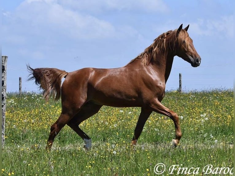 Plus de chevaux à sang chaud Hongre 4 Ans 157 cm Bai in Taunton