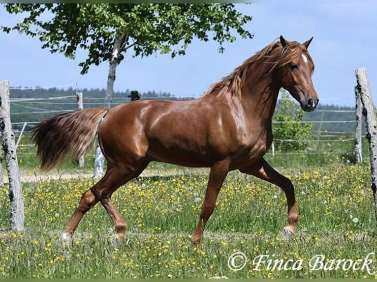 Plus de chevaux à sang chaud Hongre 4 Ans 157 cm Bai in Taunton