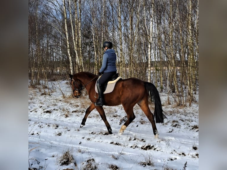 Plus de chevaux à sang chaud Hongre 4 Ans 160 cm Bai in Forst