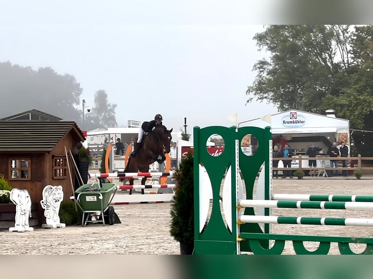 Plus de chevaux à sang chaud Hongre 4 Ans 160 cm Bai in Holdorf