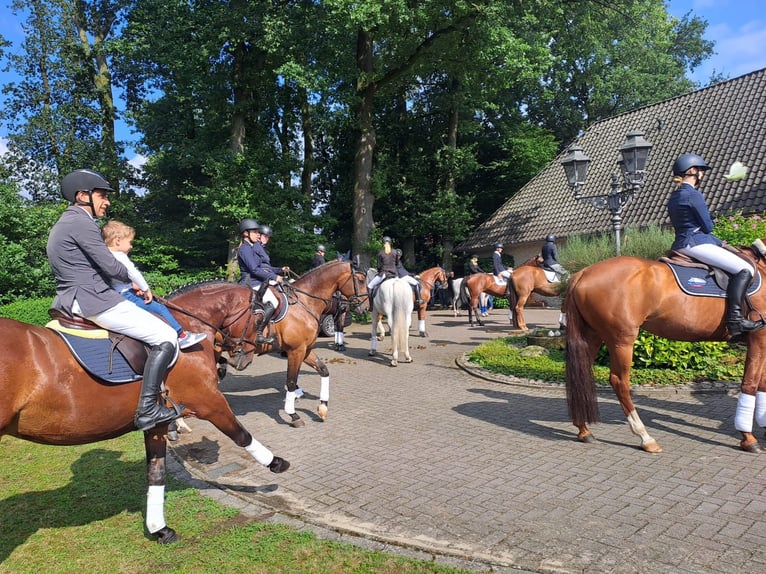 Plus de chevaux à sang chaud Hongre 4 Ans 160 cm Bai in Holdorf