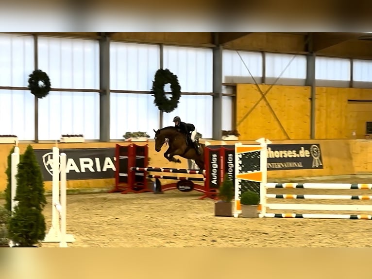 Plus de chevaux à sang chaud Hongre 4 Ans 160 cm Bai in Holdorf