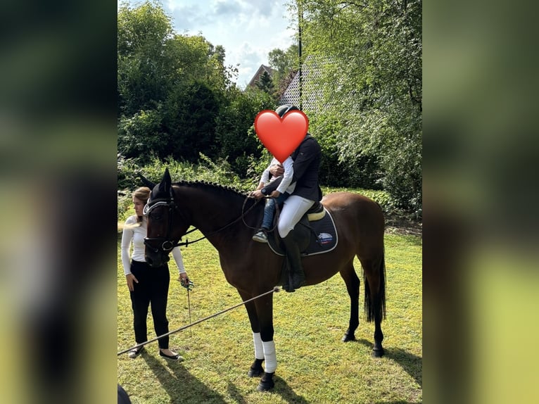 Plus de chevaux à sang chaud Hongre 4 Ans 160 cm Bai in Holdorf