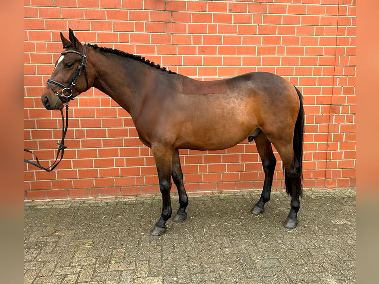 Plus de chevaux à sang chaud Hongre 4 Ans 160 cm Bai in Holdorf