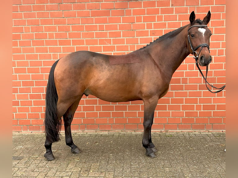 Plus de chevaux à sang chaud Hongre 4 Ans 160 cm Bai in Holdorf