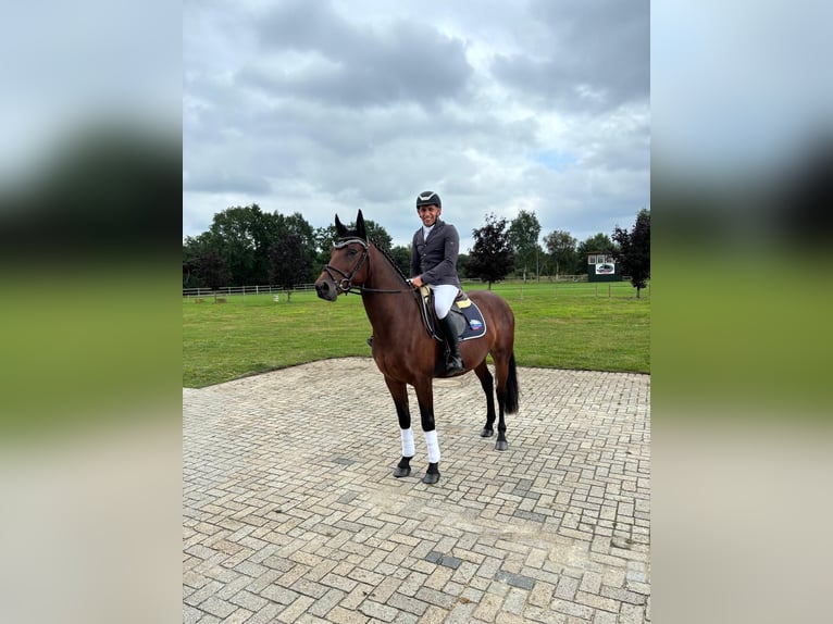 Plus de chevaux à sang chaud Hongre 4 Ans 160 cm Bai in Holdorf