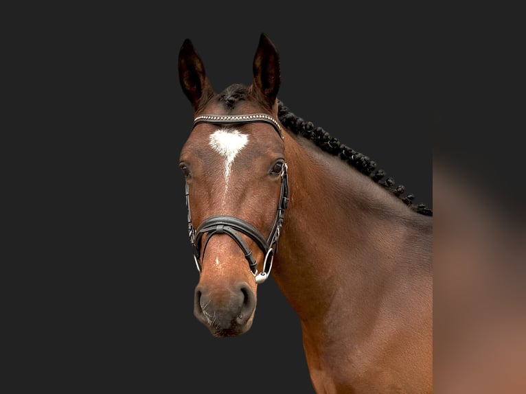 Plus de chevaux à sang chaud Hongre 4 Ans 160 cm Bai in Holdorf