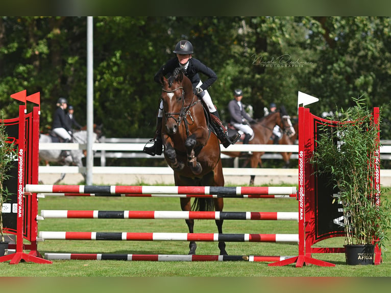 Plus de chevaux à sang chaud Hongre 4 Ans 160 cm Bai in Holdorf