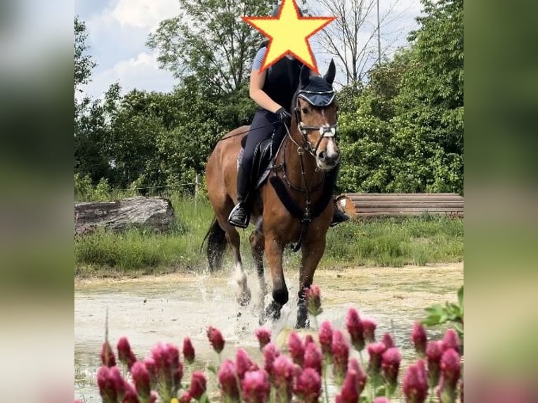 Plus de chevaux à sang chaud Hongre 4 Ans 160 cm Bai in Donauwörth