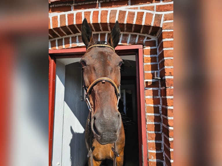 Plus de chevaux à sang chaud Croisé Hongre 4 Ans 160 cm in Dresden Innere Altstadt