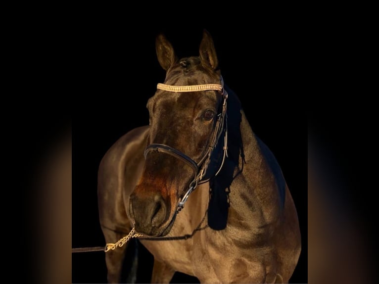 Plus de chevaux à sang chaud Croisé Hongre 4 Ans 160 cm in Dresden Innere Altstadt