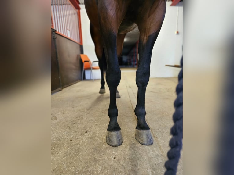 Plus de chevaux à sang chaud Croisé Hongre 4 Ans 160 cm in Dresden Innere Altstadt