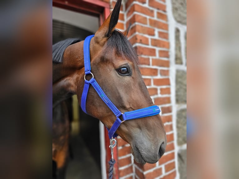 Plus de chevaux à sang chaud Croisé Hongre 4 Ans 160 cm in Dresden Innere Altstadt