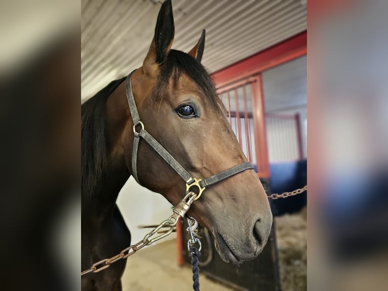 Plus de chevaux à sang chaud Croisé Hongre 4 Ans 160 cm in Dresden Innere Altstadt