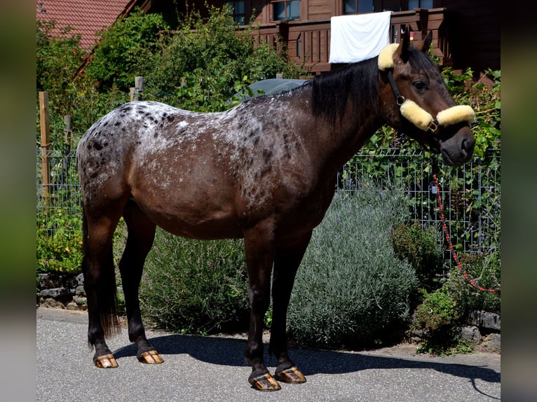 Plus de chevaux à sang chaud Croisé Hongre 4 Ans 160 cm Léopard in Bretten