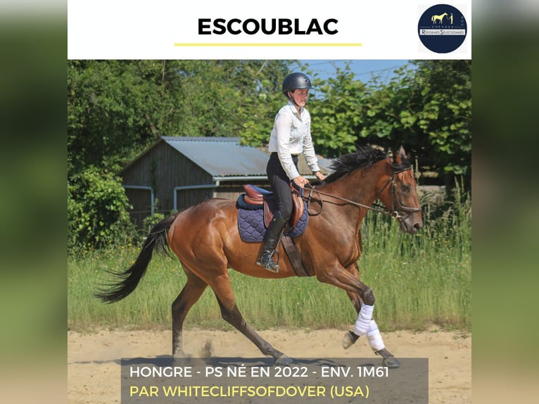 Plus de chevaux à sang chaud Hongre 4 Ans 161 cm Bai in Combrée