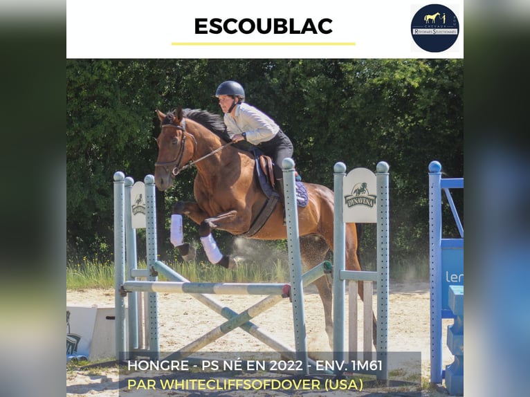 Plus de chevaux à sang chaud Hongre 4 Ans 161 cm Bai in Combrée
