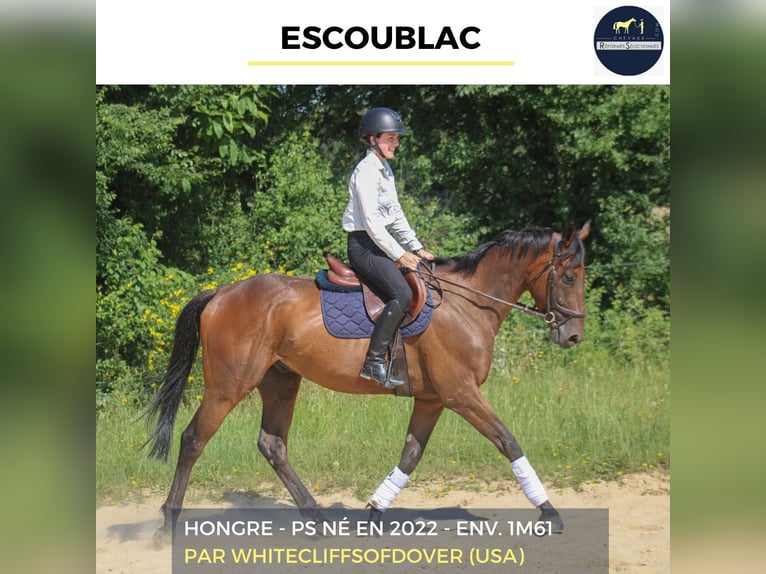 Plus de chevaux à sang chaud Hongre 4 Ans 161 cm Bai in Combrée